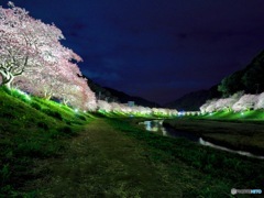 夜桜