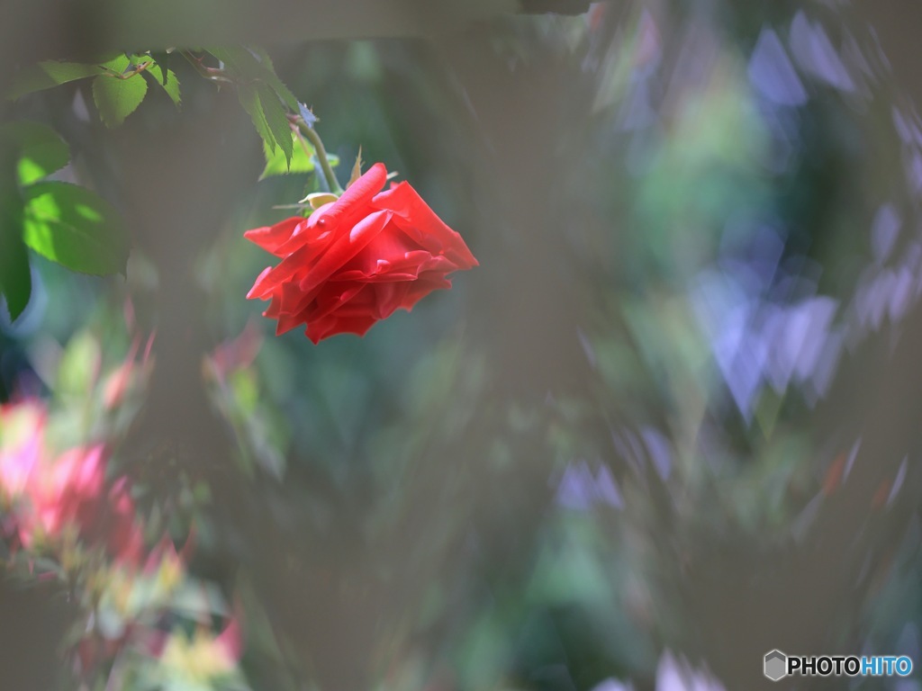 ラティス越しの薔薇