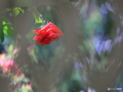 ラティス越しの薔薇