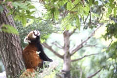 木登りレッサーパンダINズーラシア動物園