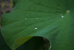 蓮の葉と水滴