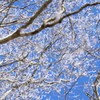 山散歩12  雪化粧と青い空。