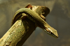 カナヘビ