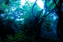 早朝の森