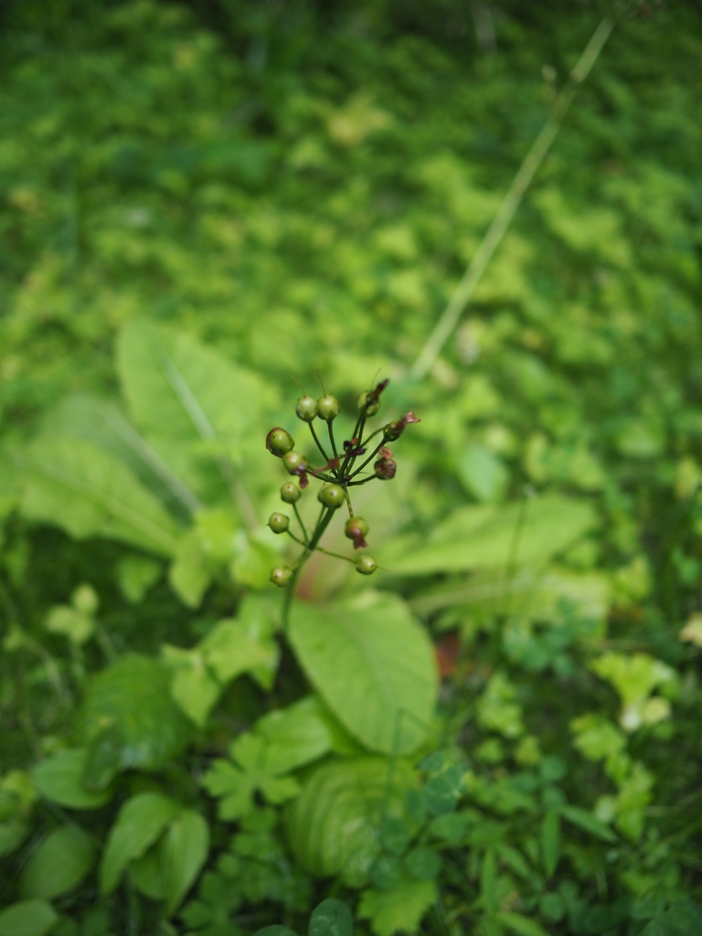 何かよくわからない植物２