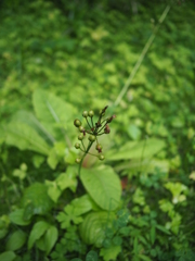何かよくわからない植物２