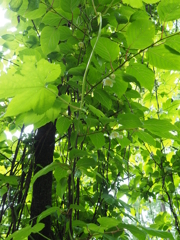 花２