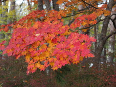 紅葉