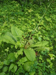 何かよくわからない植物１