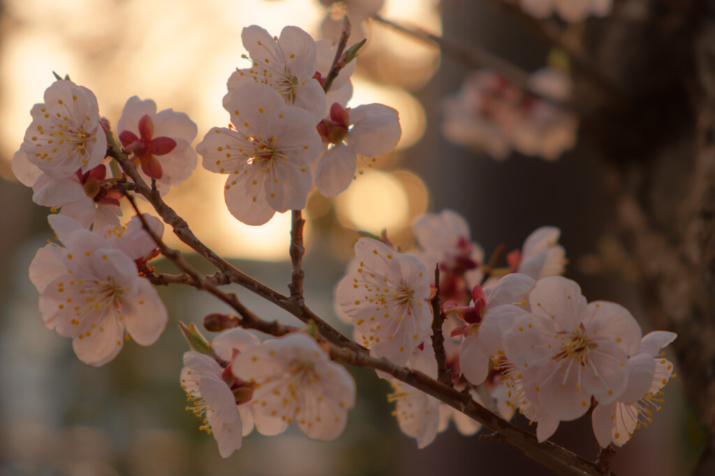 黄昏桜