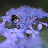 紫陽花真っ盛り