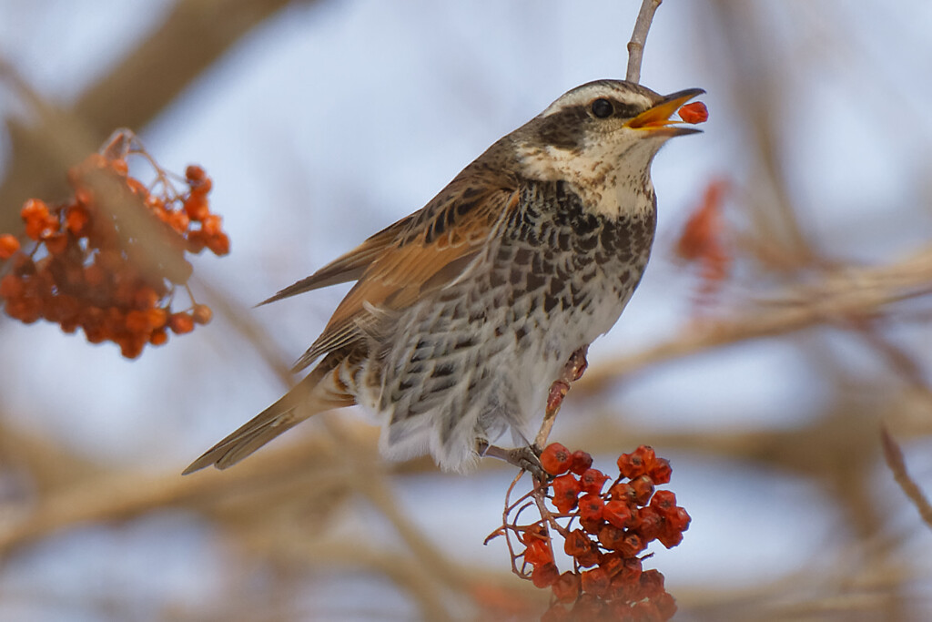 木の実を食べる