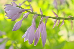 ギボウシ(擬宝珠)の花