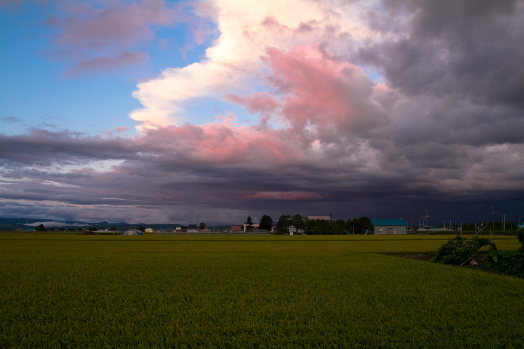 雨上りの田圃