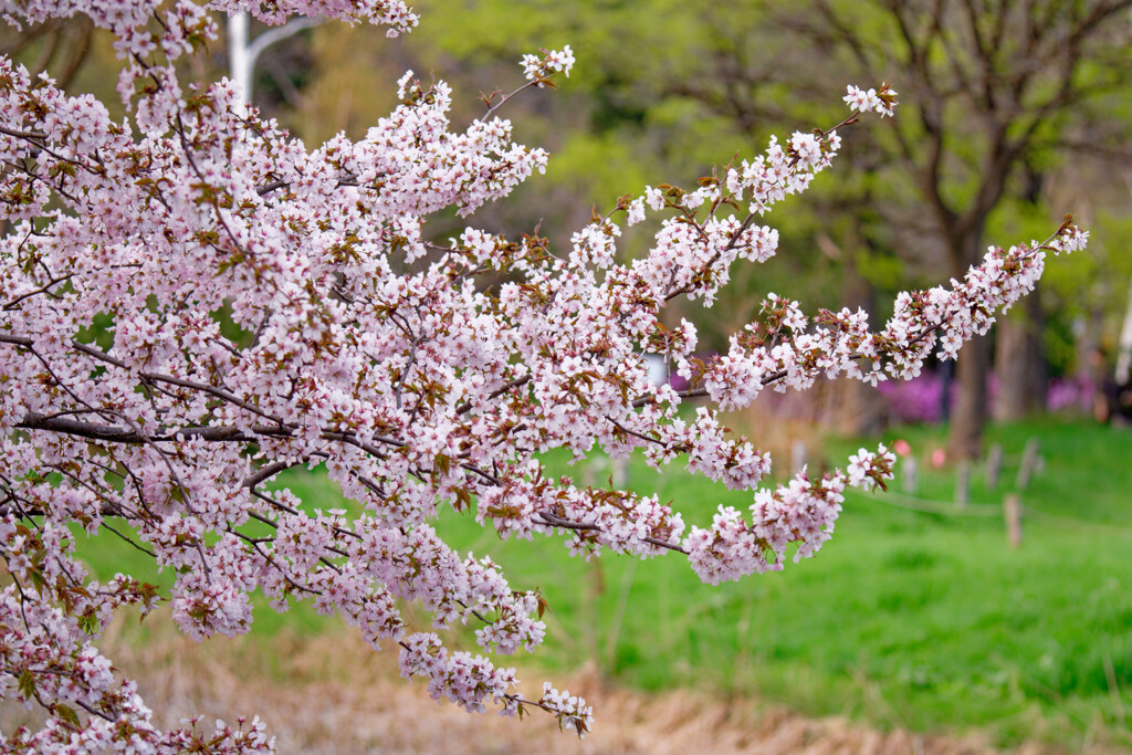 千島桜