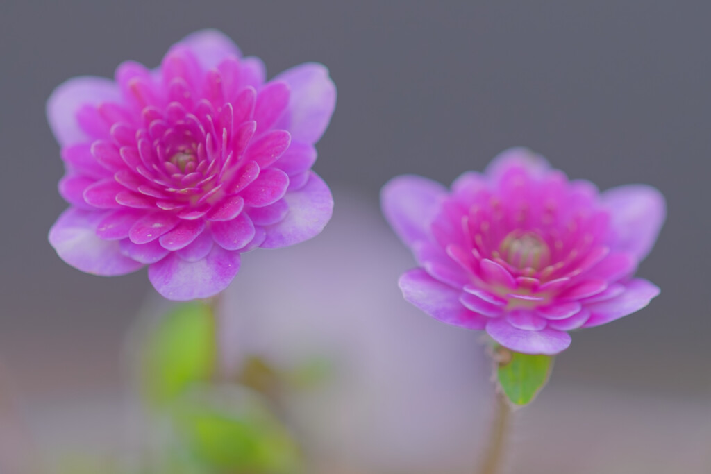 雪割草のはな