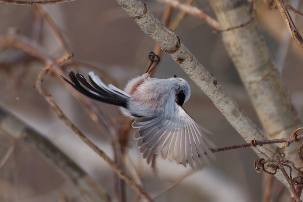 シマエナガ　コケる