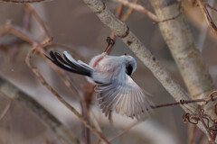 シマエナガ　コケる