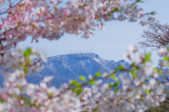 手稲山を望む