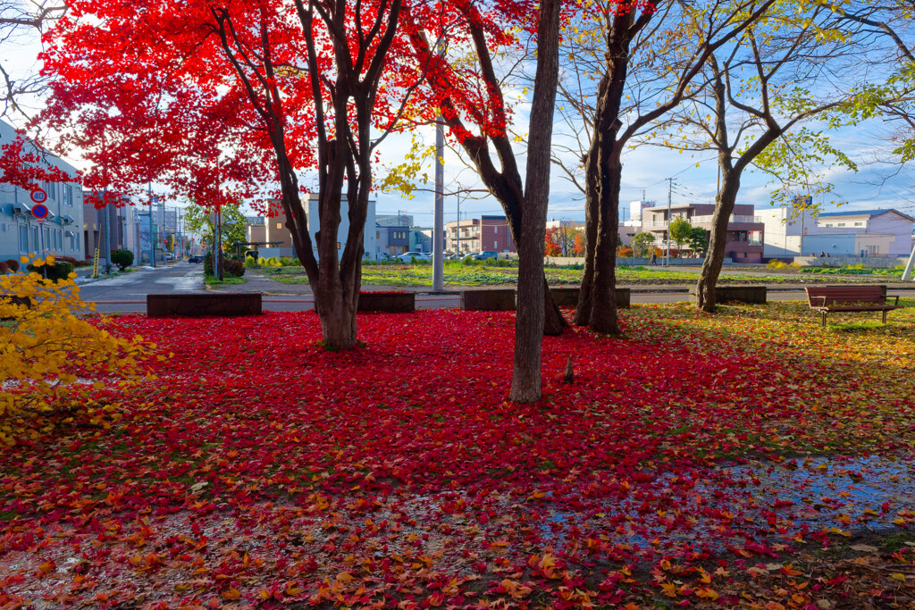 少し前の近所の風景
