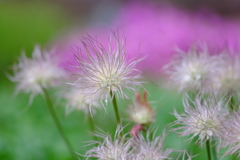 ワタスゲの花