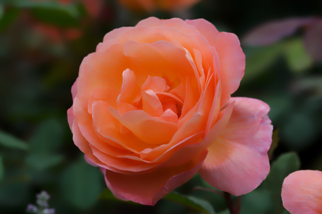 薔薇を見に行く2