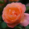 薔薇を見に行く2
