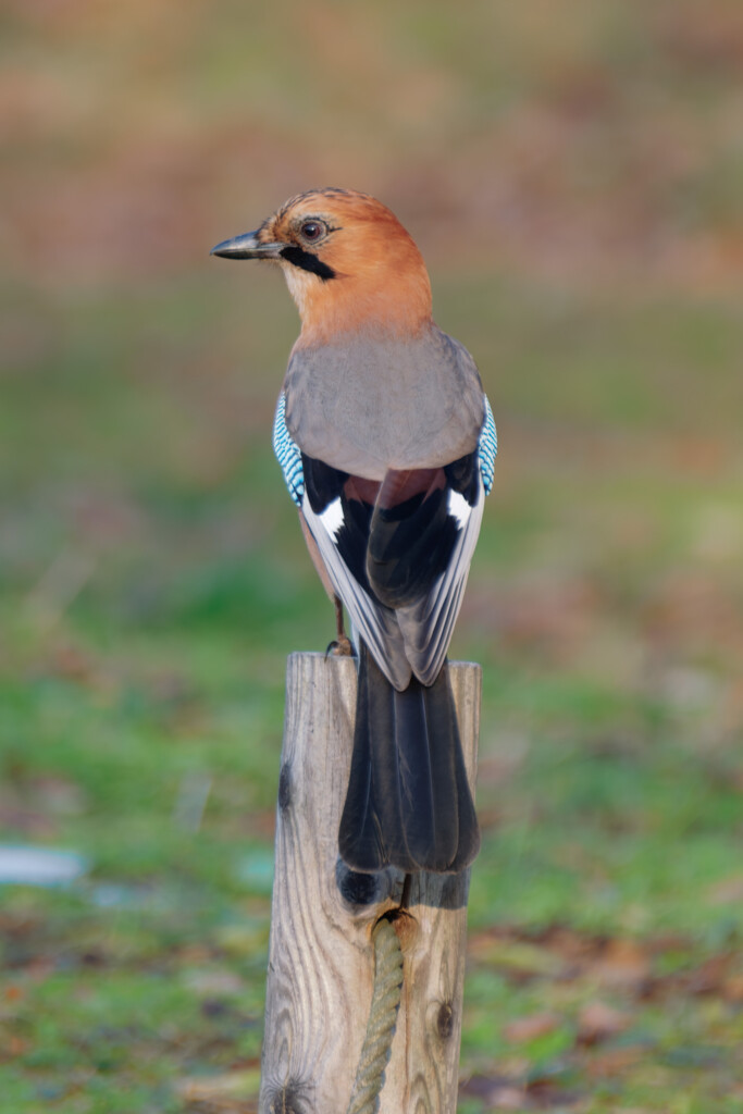 たたずむカケス