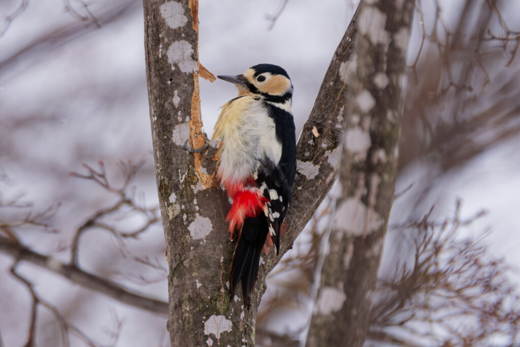 森の生き物たち1