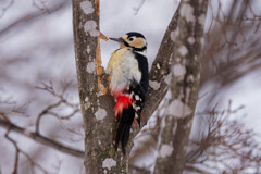 森の生き物たち1