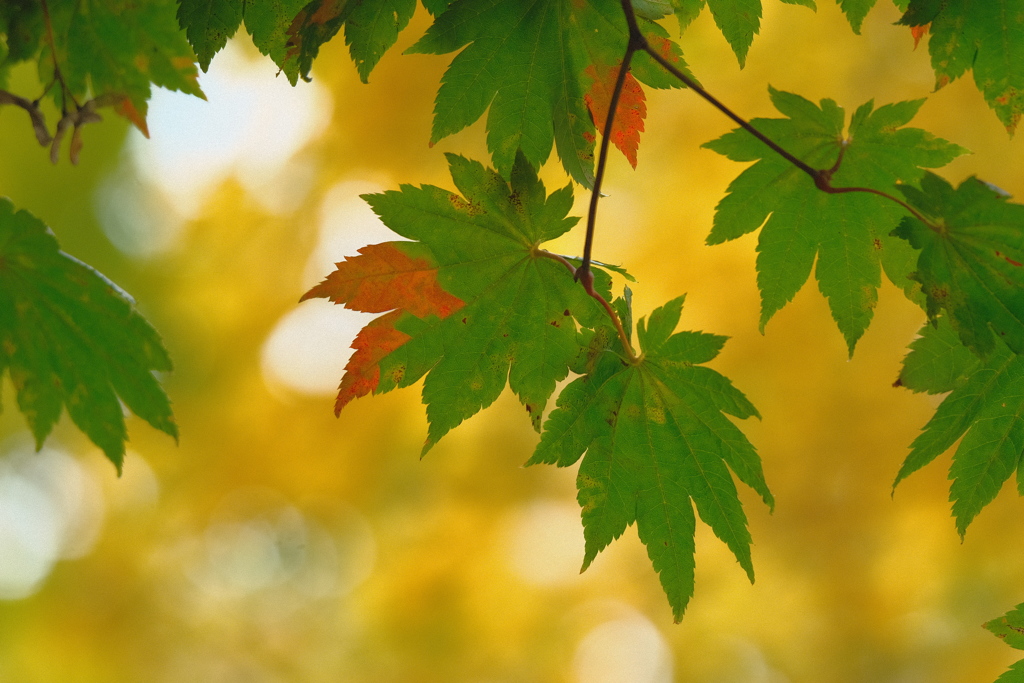 近所の紅葉