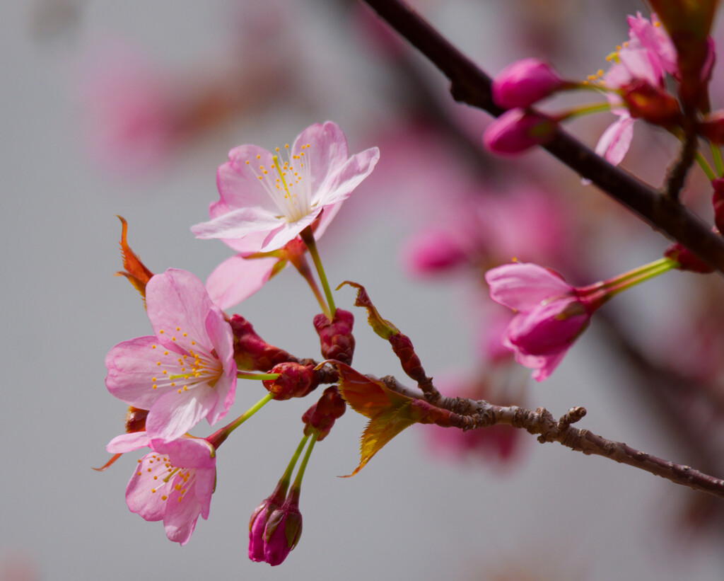 桜開花2