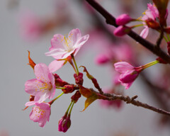 桜開花2
