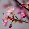 桜開花2