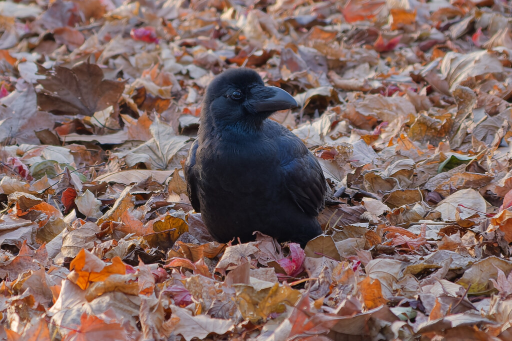 カラスのこっこ