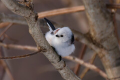 久々のシマエナガ