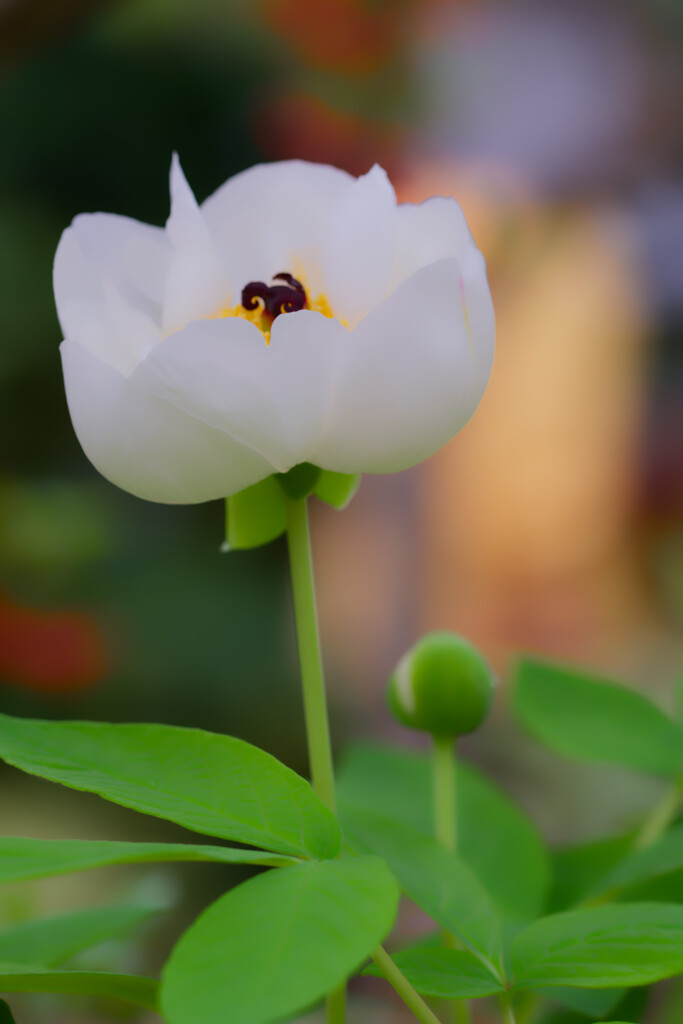 春を呼ぶ植物たち1