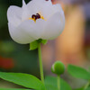 春を呼ぶ植物たち1