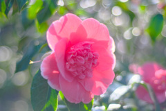 小さな春