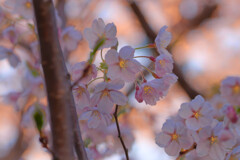 近所の桜