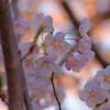 近所の桜