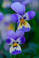 Viola sisters