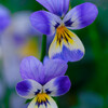 Viola sisters