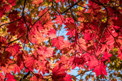 紅葉真盛