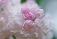 Rainy lilac
