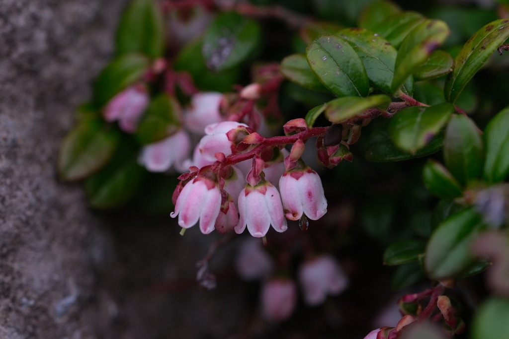 こけももの花