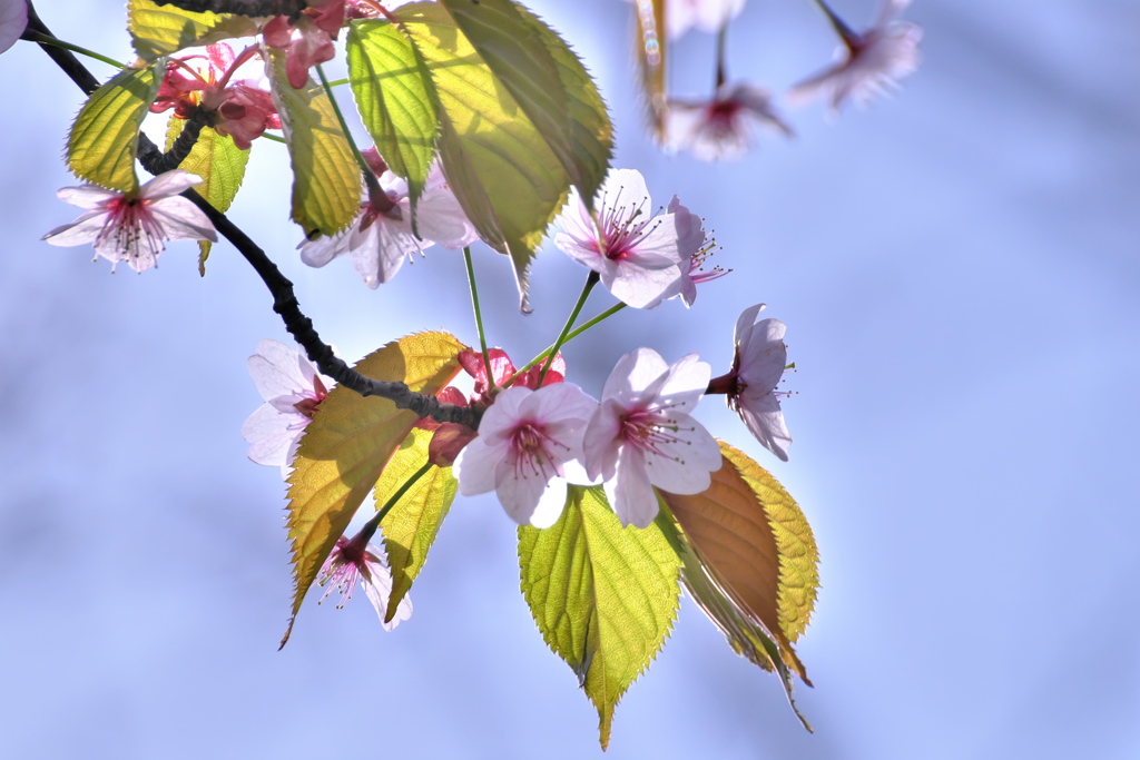 Cherry Blossoms