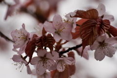 いよいよ開花