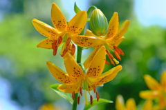 開花