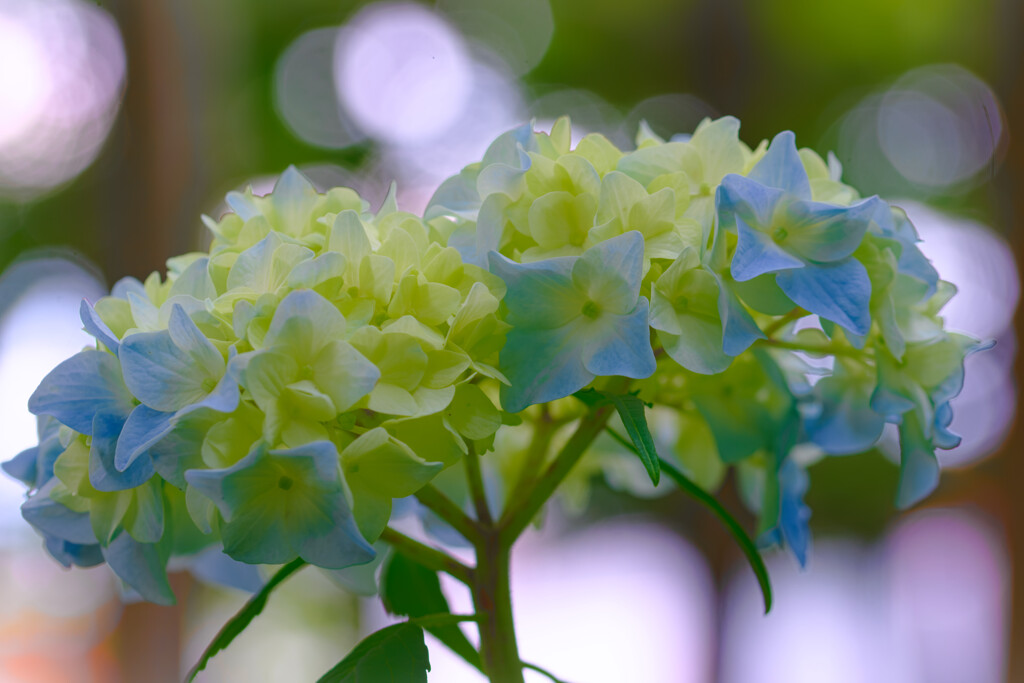 紫陽花成長中